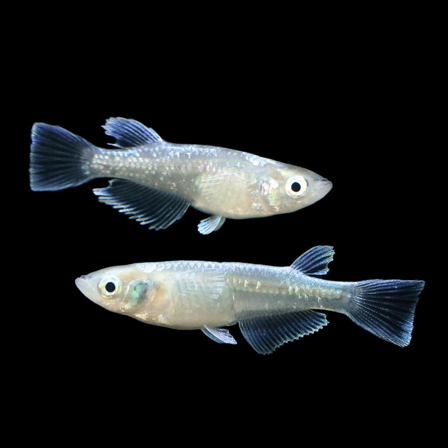 高級感 めだか 一点物 垂水ロングフィンメダカ ｍ３ ａ １ペア 沖縄別途送料 格安即決 Probasheralo Com