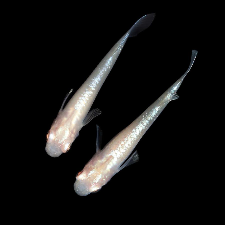 全ての めだか 一点物 王妃メダカ ｍ３ ｄ １ペア 沖縄別途送料 現金特価 Zoetalentsolutions Com