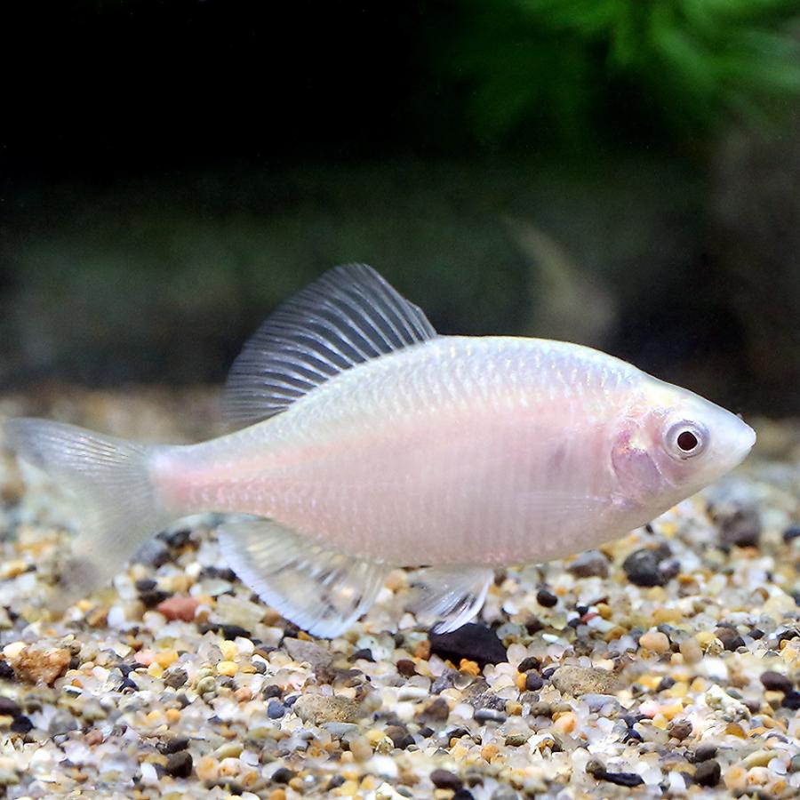 淡水魚 トンキントゲタナゴ ホワイト ３匹 沖縄別途送料 チャーム Charm ヤフー店 通販 Yahoo ショッピング