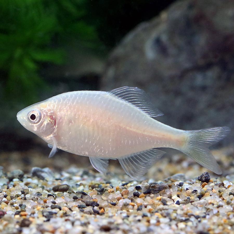 淡水魚 トンキントゲタナゴ ホワイト 1ペア チャーム Charm Paypayモール店 通販 Paypayモール
