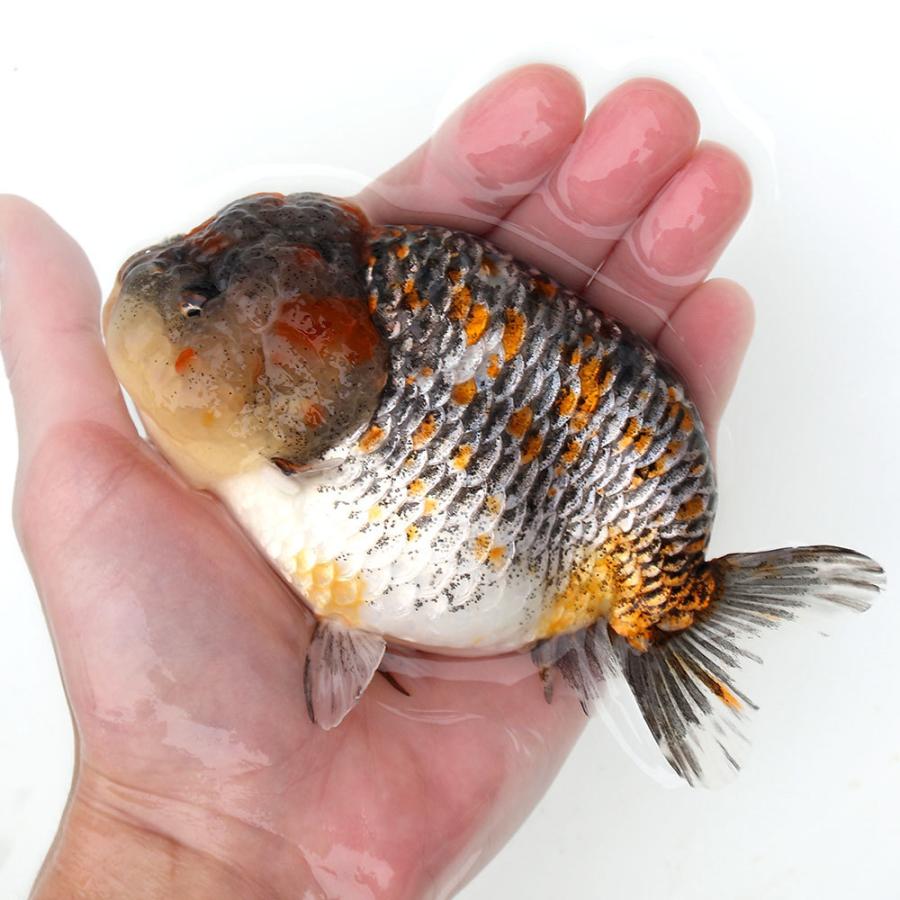 金魚 一点物 三色麒麟らんちゅう ８ｃｍ １匹 沖縄別途送料 北海道航空便要保温 チャーム Charm Paypayモール店 通販 Paypayモール
