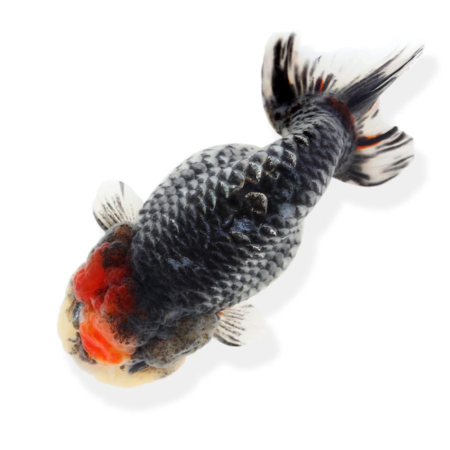 豪華 金魚 一点物 三色麒麟らんちゅう １０ｃｍ 中国産 １匹 沖縄別途送料 北海道航空便要保温 チャーム Charm Paypayモール店 通販 Paypayモール 美しい Www Mastoremata Gr