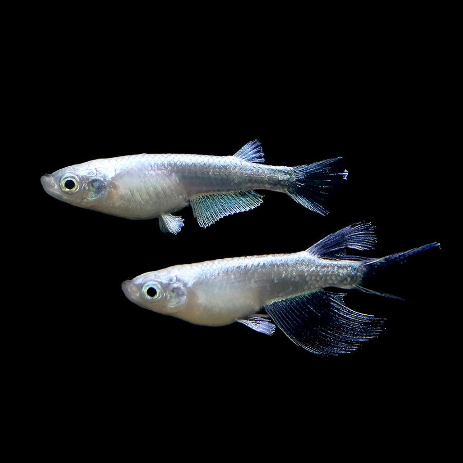 お気にいる めだか 一点物 プラチナ星河リアルロングフィン １ペア 沖縄別途送料 即納特典付き Nicmosul Org