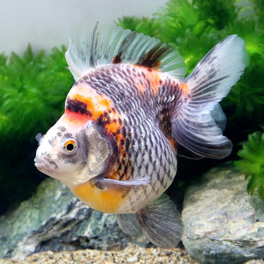 送料無料 金魚 一点物 沖縄別途送料 １０ｃｍ トリカラー ダルマ琉金 観賞魚 Williamsav Com