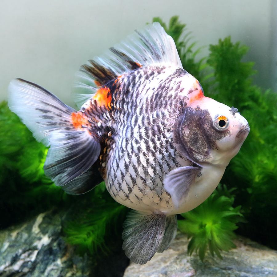 送料無料 金魚 一点物 沖縄別途送料 １０ｃｍ トリカラー ダルマ琉金 観賞魚 Williamsav Com