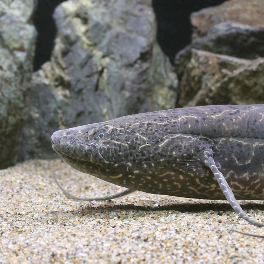 熱帯魚 プロトプテルス エチオピクス ４６ ４８ｃｍ １匹 北海道 九州航空便要保温 沖縄別途送料 チャーム Charm Paypayモール店 通販 Paypayモール