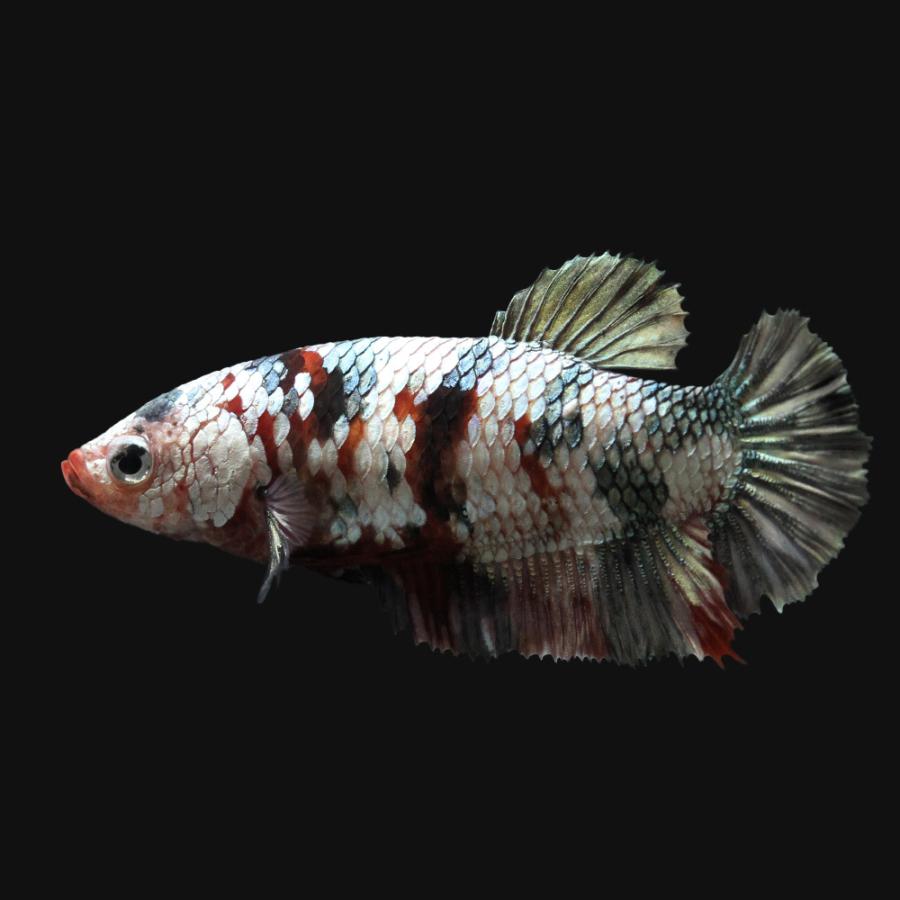 熱帯魚 一点物 鯉ベタ ハーフムーンプラカット コイカラー コッパー メス １匹 北海道 九州 沖縄