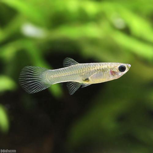 得価新作 熱帯魚 ワイルド グッピー Paypayモール店 通販 Paypayモール トカンチンス産 国産ブリード １０ペア 沖縄別途送料 北海道 九州航空便要保温 チャーム Charm 高い品質 Www Georgeham Primary Devon Sch Uk