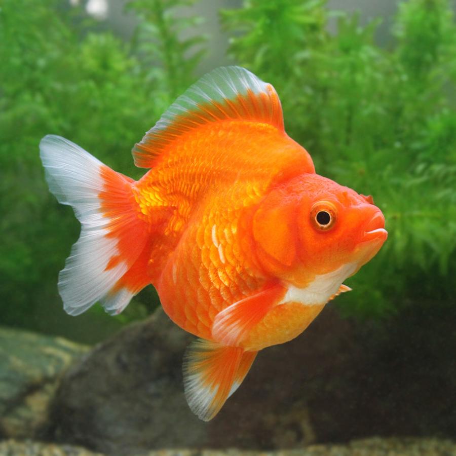 となります 金魚 一点物 Charm Paypayモール店 通販 Paypayモール 琉金 ショートテール ８ｃｍ