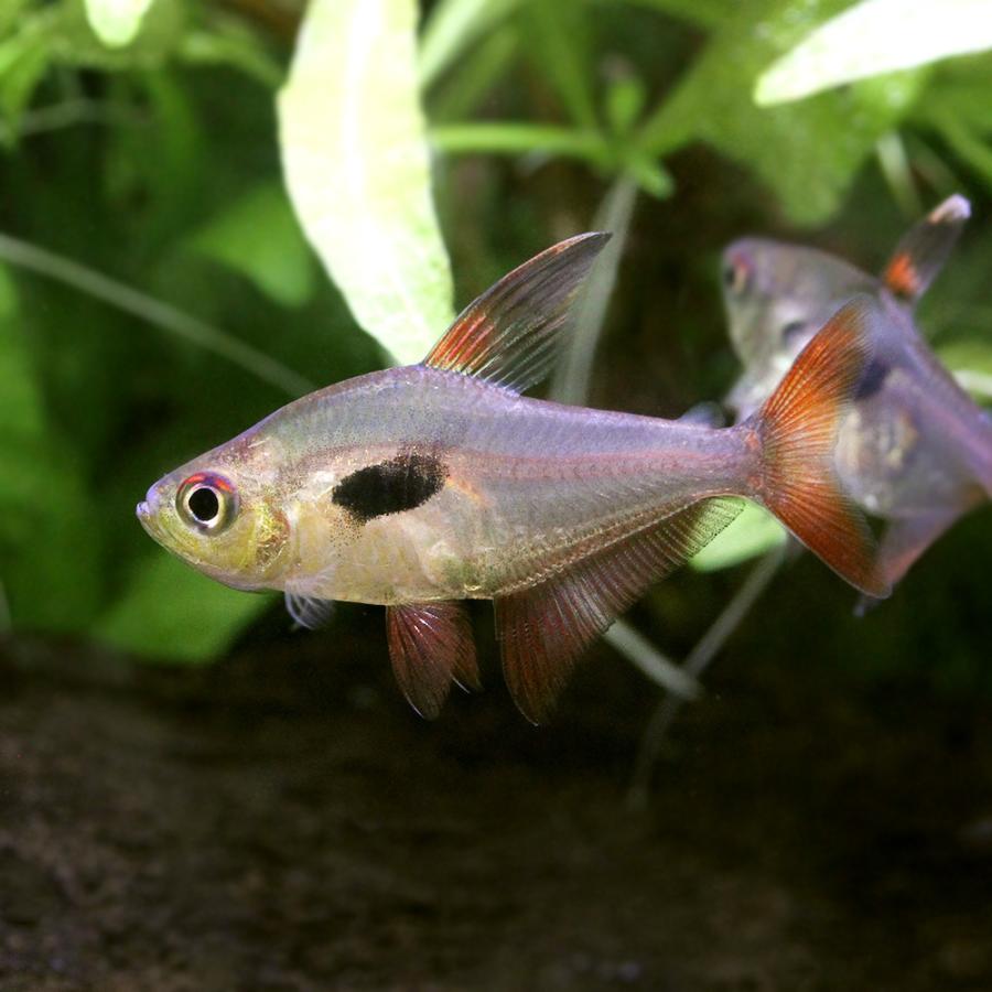 （熱帯魚）ハイフェソブリコン・エピカリス（ワイルド）（３匹）　沖縄別途送料　北海道・九州航空便要保温