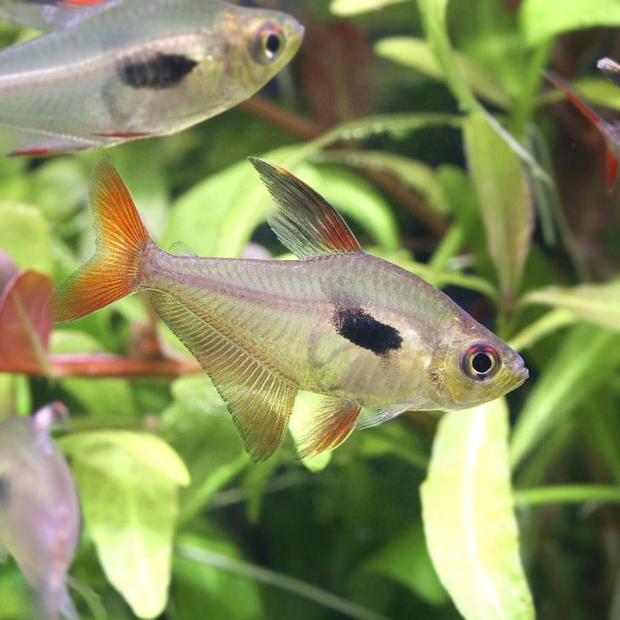 （熱帯魚）ハイフェソブリコン・エピカリス（ワイルド）（３匹）　沖縄別途送料　北海道・九州航空便要保温 