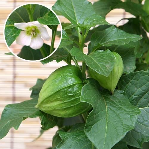 山野草 ホオズキ ５号 １鉢 チャーム Charm Paypayモール店 通販 Paypayモール