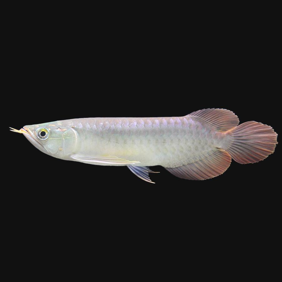 オンラインでの早期割引 熱帯魚 一点物 アジアアロワナ スーパーディープヘマトイドレッド 血紅龍 ｍｉｔｒａ 証明書 １匹 沖縄別途送料 北海道 九州 沖縄航空便要保温 チャーム Charm Paypayモール店 通販 Paypayモール 公式プロモーション Www