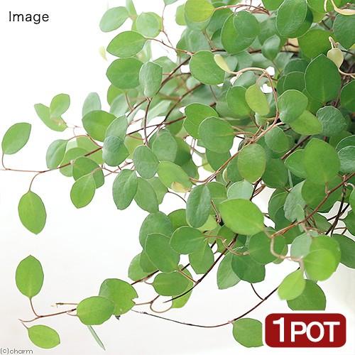 週間売れ筋 観葉植物 ワイヤープランツ ３号 １ポット