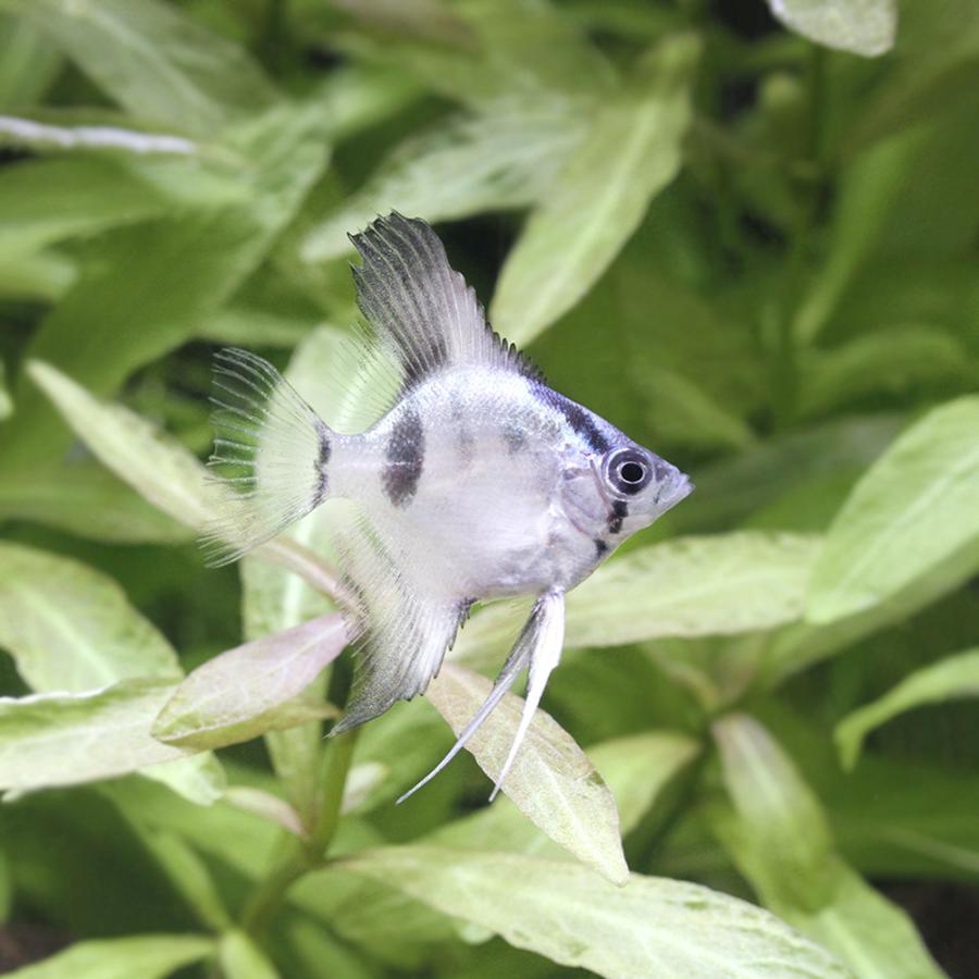 熱帯魚 アバターブルーエンゼルフィッシュ 国産ブリード １匹 北海道 九州航空便要保温 チャーム Charm ヤフー店 通販 Yahoo ショッピング