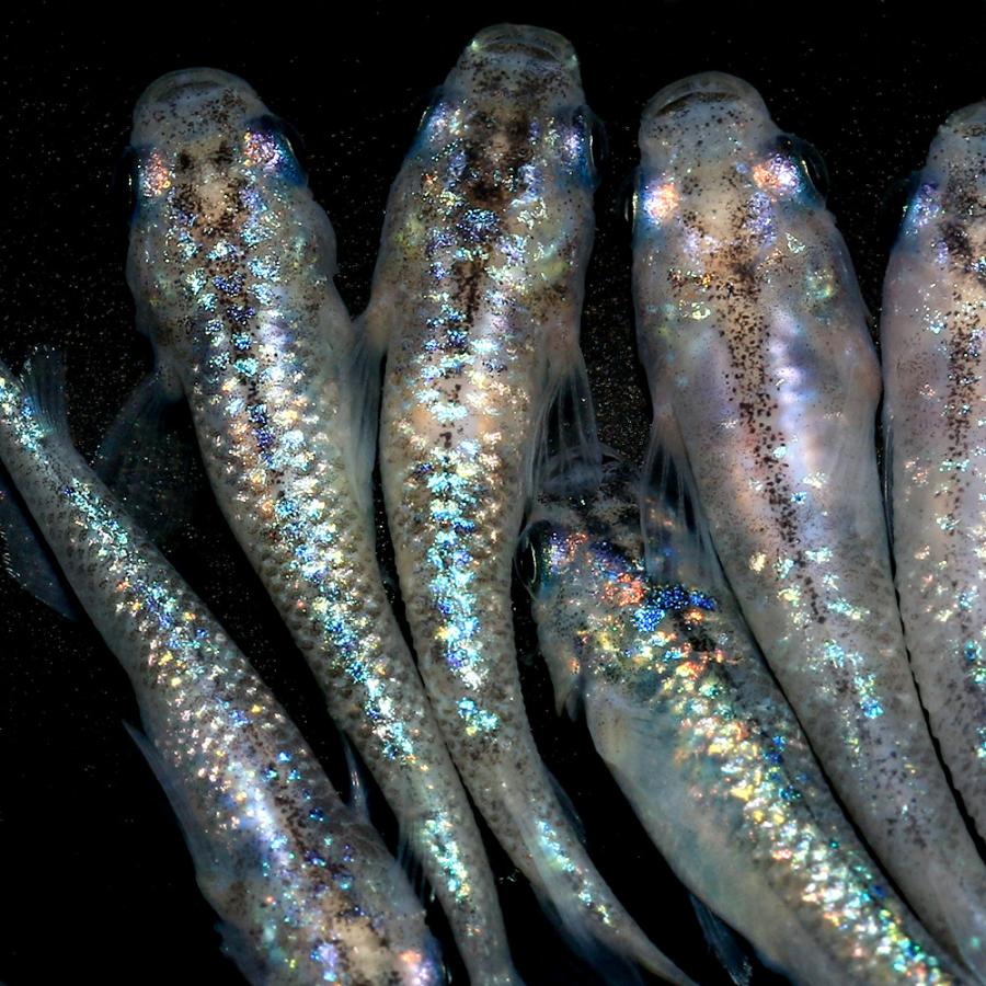 最大71 オフ めだか 白ブチサファイアメダカ １匹 2 760円 Aynaelda Com