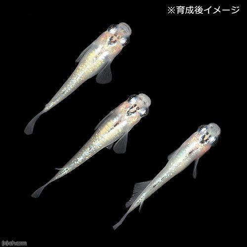 以上節約 めだか 無選別 夜桜メダカ 稚魚 １０匹 Sakcc Ca