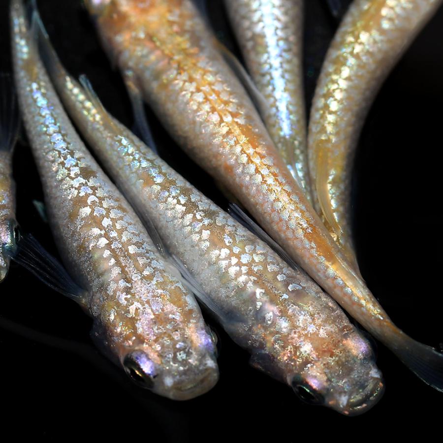 最旬ダウン めだか スズランメダカ １匹 East Wind Jp