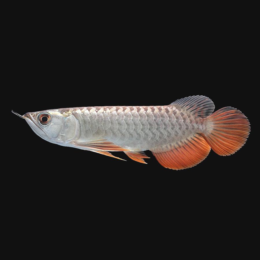 ポイント8倍 熱帯魚 一点物 アジアアロワナ 過背金龍 ｈｑ ａｒｏｗａｎａ ｆａｒｍ産 証明書付 １匹 沖縄別途送料 北海道 九州 沖縄航空便要保温 納期約3ヶ月 熱帯魚 アクアリウム用品 Isctem Ac Mz