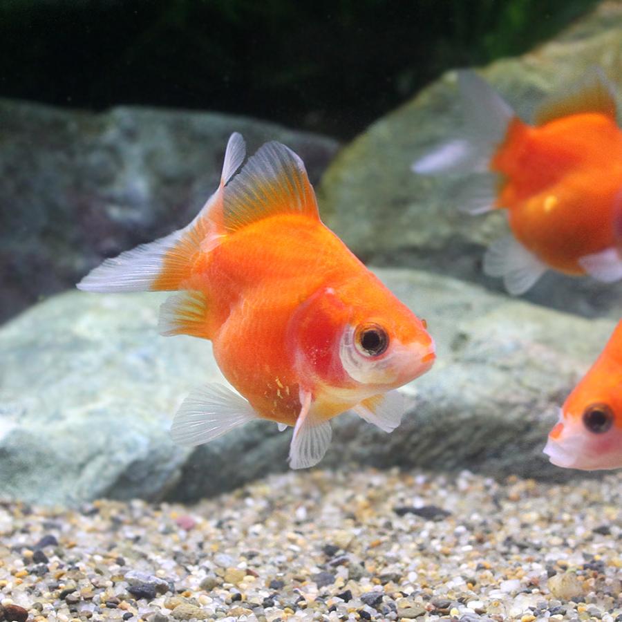 78 以上節約 国産金魚 紅葉福ダルマ １匹 1 280円 Aynaelda Com