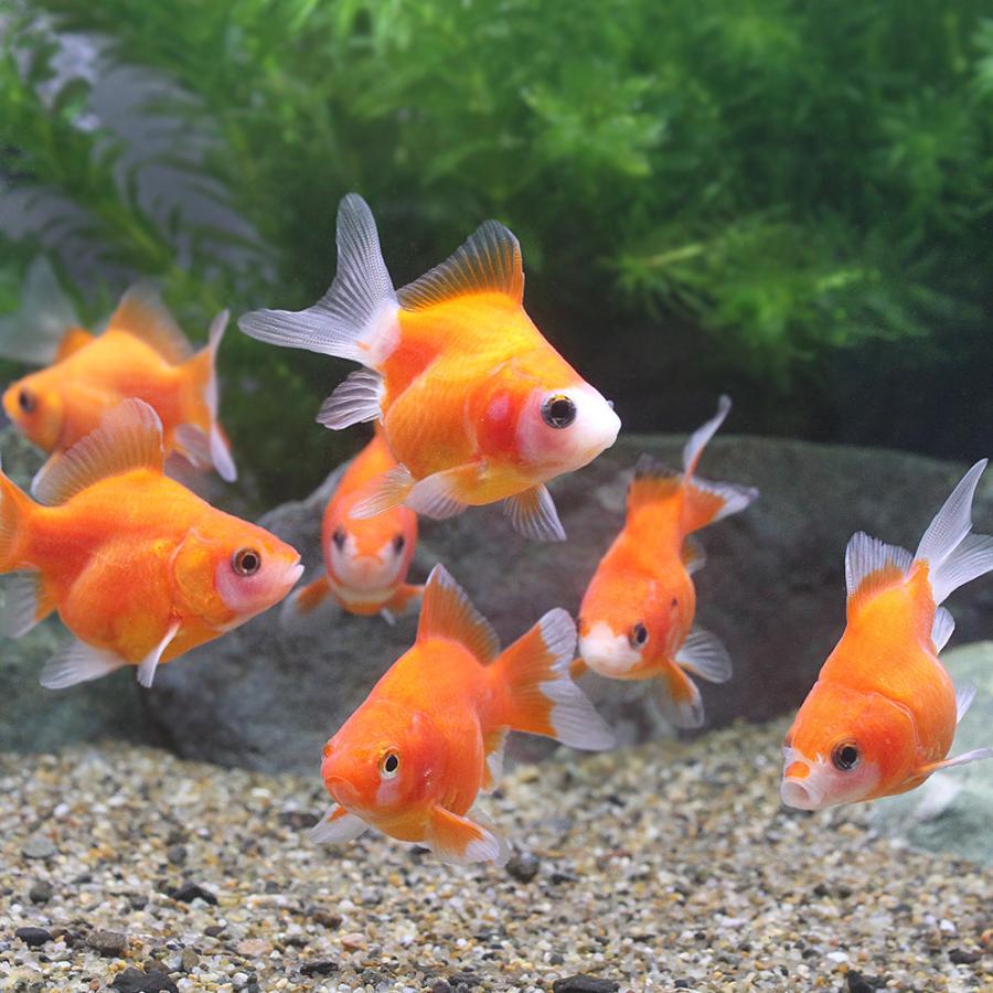 78 以上節約 国産金魚 紅葉福ダルマ １匹 1 280円 Aynaelda Com