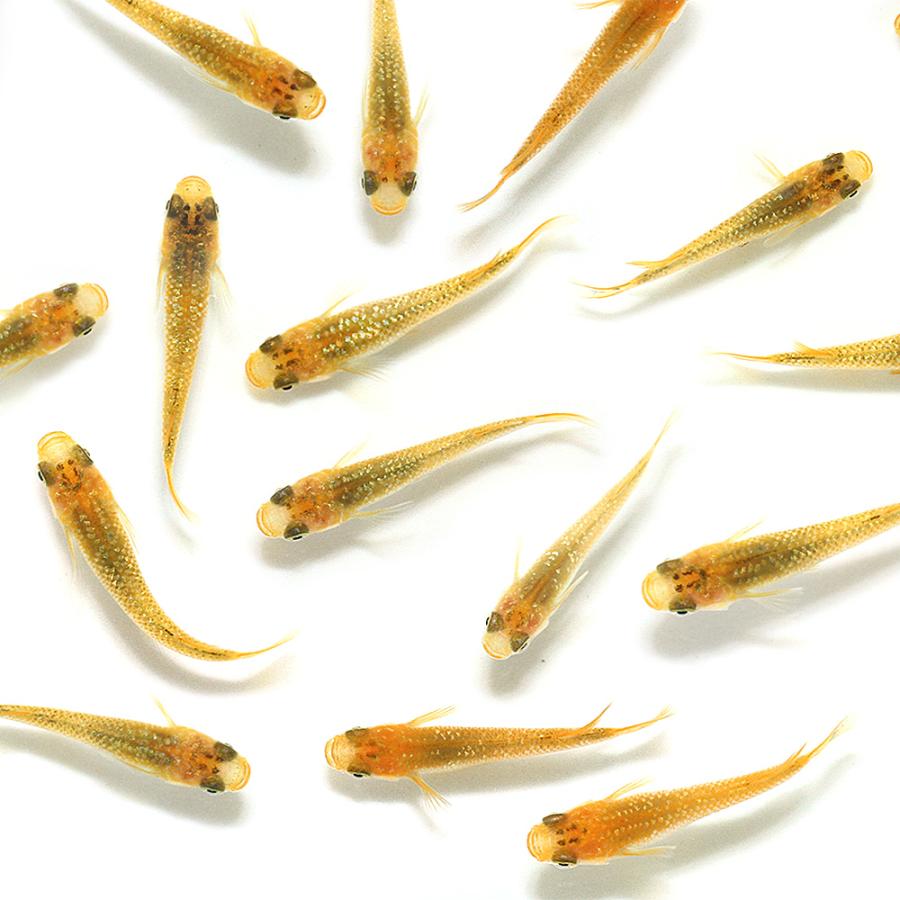 ベビーグッズも大集合 めだか 彩桜メダカ ゴールド １ペア 沖縄別途送料 Riosmauricio Com