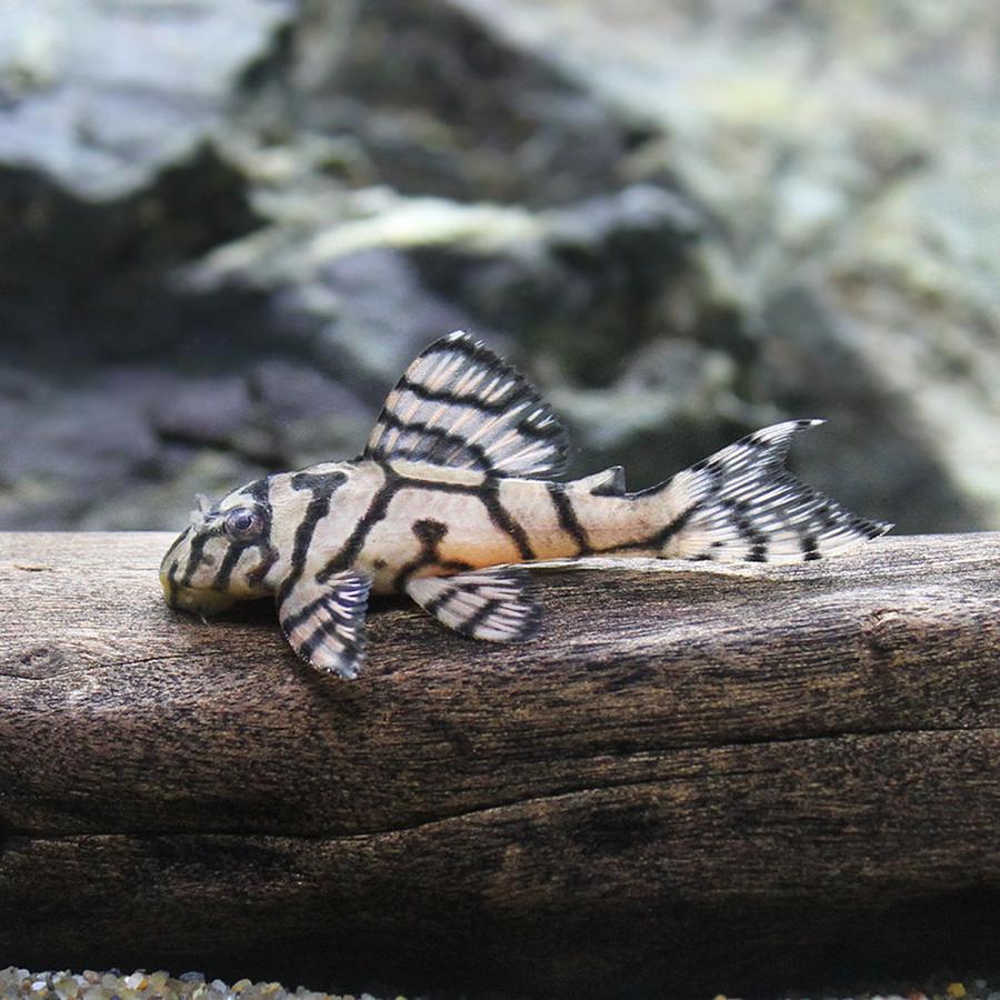 【新品 送料込み】 □（熱帯魚）一点物ゴールデンキングロイヤル・ペコルティア　スーパーホワイト　Ｌ−３３３（ブリード）（１匹）　沖縄別途送料　北海道・九州航空便要保温 【3326620492】(116600円)