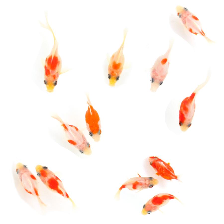 国産金魚）桜玉サバ （1匹） : チャーム charm ヤフー店 - 通販