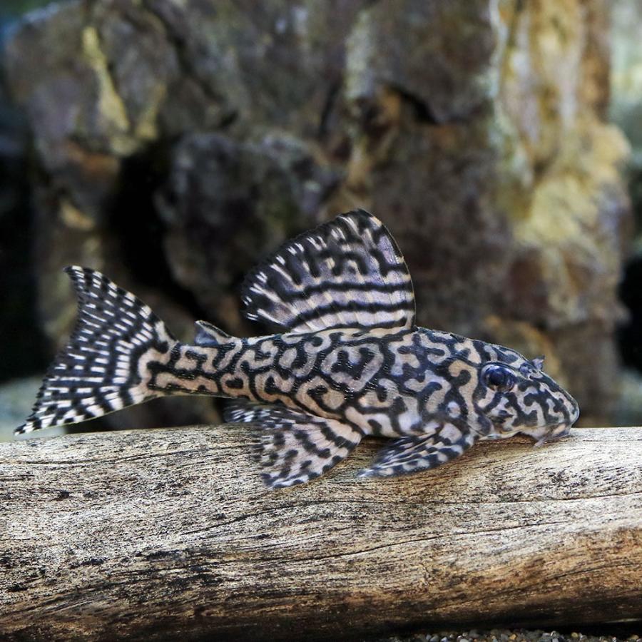 インペリアルゼブラプレコ4匹キンペコ1匹オマケ1匹