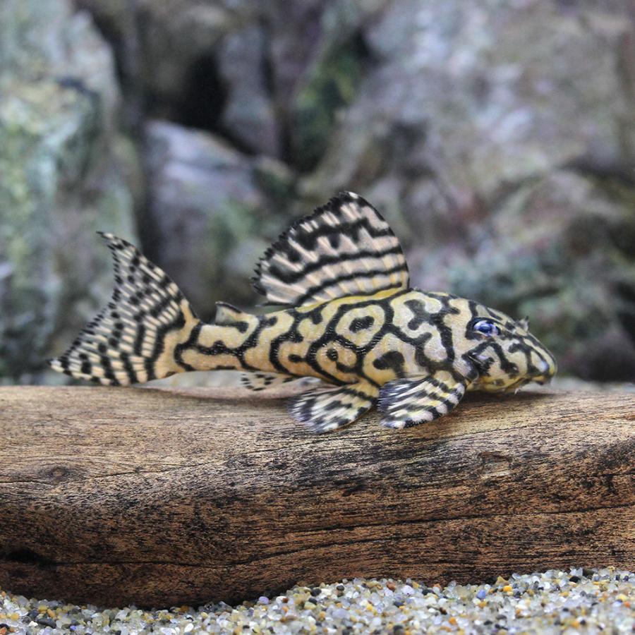 中古品 □（熱帯魚）一点物ゴールデンキングロイヤル・ペコルティア　スーパーホワイト　Ｌ−３３３（ブリード）（１匹）　沖縄別途送料　北海道・九州航空便要保温 【K3326619326】(116600円)