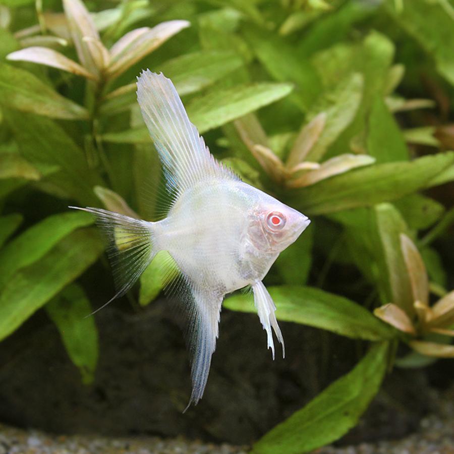 熱帯魚 アルビノレッドバック エンゼルフィッシュ 国産ブリード １０匹 北海道航空便要保温 沖縄別途送料 偉大な