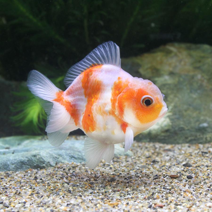 爆買い 金魚 一点物 桜オランダシシガシラ ショートテール タイ産 １匹 北海道 九州 沖縄航空便要保温 沖縄別途送料7 210円 Aynaelda Com