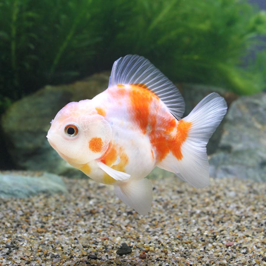 爆買い 金魚 一点物 桜オランダシシガシラ ショートテール タイ産 １匹 北海道 九州 沖縄航空便要保温 沖縄別途送料7 210円 Aynaelda Com