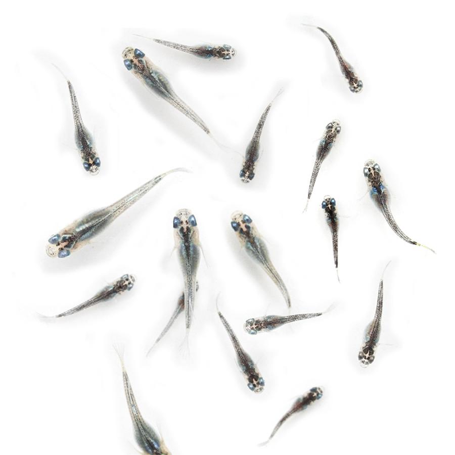 めだか）無選別 マリアージュロングフィンメダカ 稚魚（5匹 