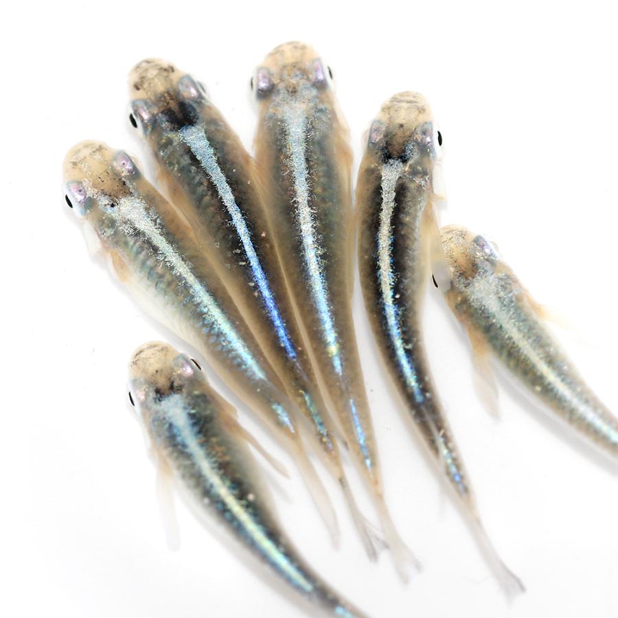 チャーム（charm） （めだか）サバの極みメダカ（5匹） : チャーム