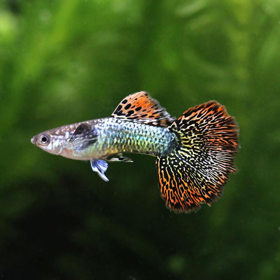 チャーム（charm） （熱帯魚）レッドドラゴン・グッピー（国産グッピー 