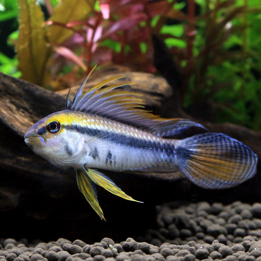 入荷未定）（熱帯魚）アピストグラマsp．マラヴィーリャ（ワイルド 