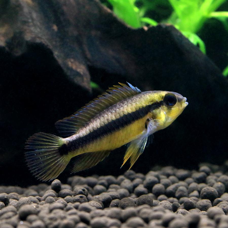 入荷未定）（熱帯魚）アピストグラマsp．マラヴィーリャ（ワイルド 
