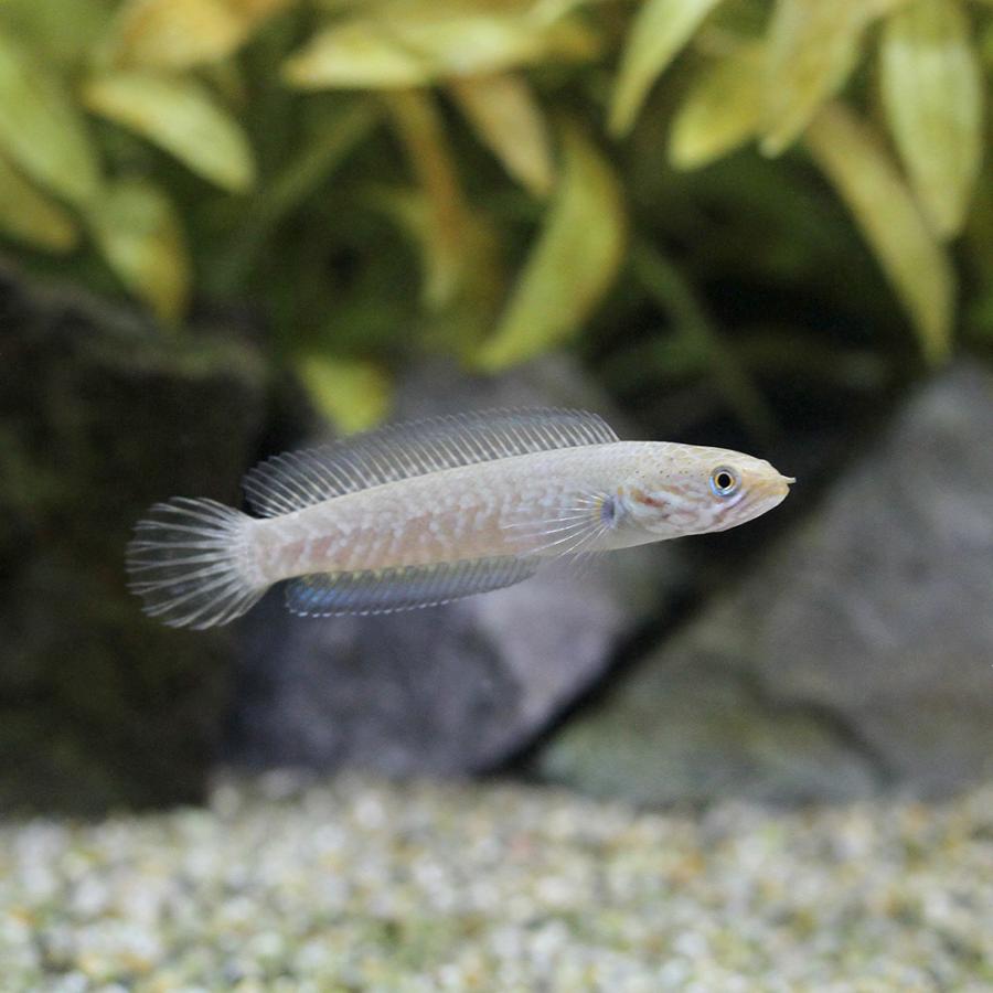 熱帯魚）ブルーレインボー・スネークヘッド（ブリード）（1匹  