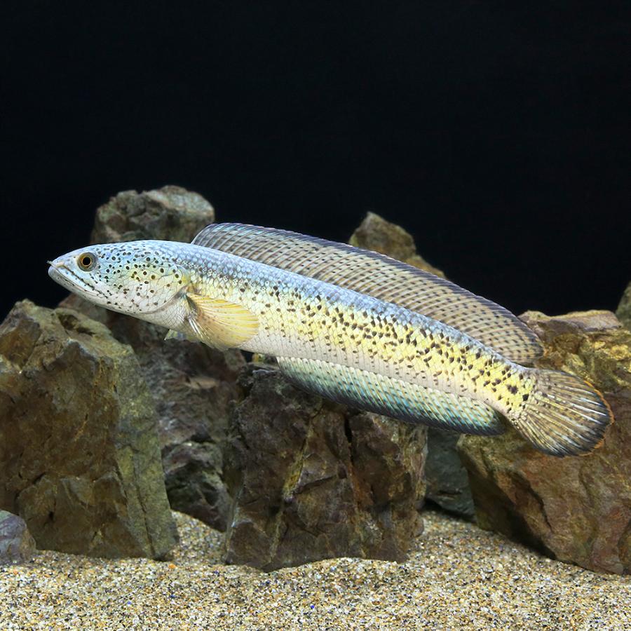 （熱帯魚）一点物　チャンナ・バルカ（旧アンフィビウス）（１匹）　北海道・九州航空便要保温｜chanet｜02