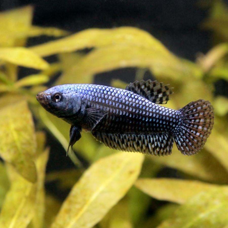 爆安プライス 熱帯魚 ベタ コバルトグレイシンフォニー １ペア 北海道 九州航空便要保温 沖縄別途送料 人気が高い Www Muslimaidusa Org