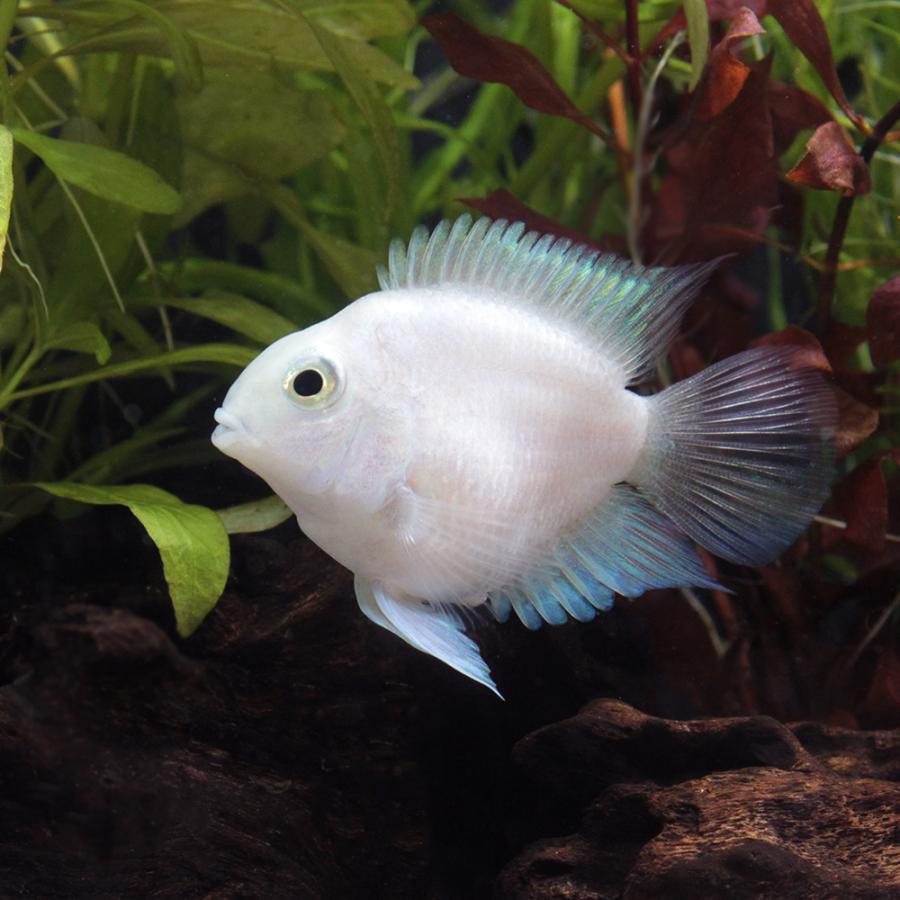 熱帯魚 プラチナパロットファイヤー Sサイズ 1匹 北海道航空便要保温1,590円 専門ショップ 熱帯魚 プラチナパロットファイヤー Sサイズ 1匹 北海道航空便要保温1,590円 専門ショップ
