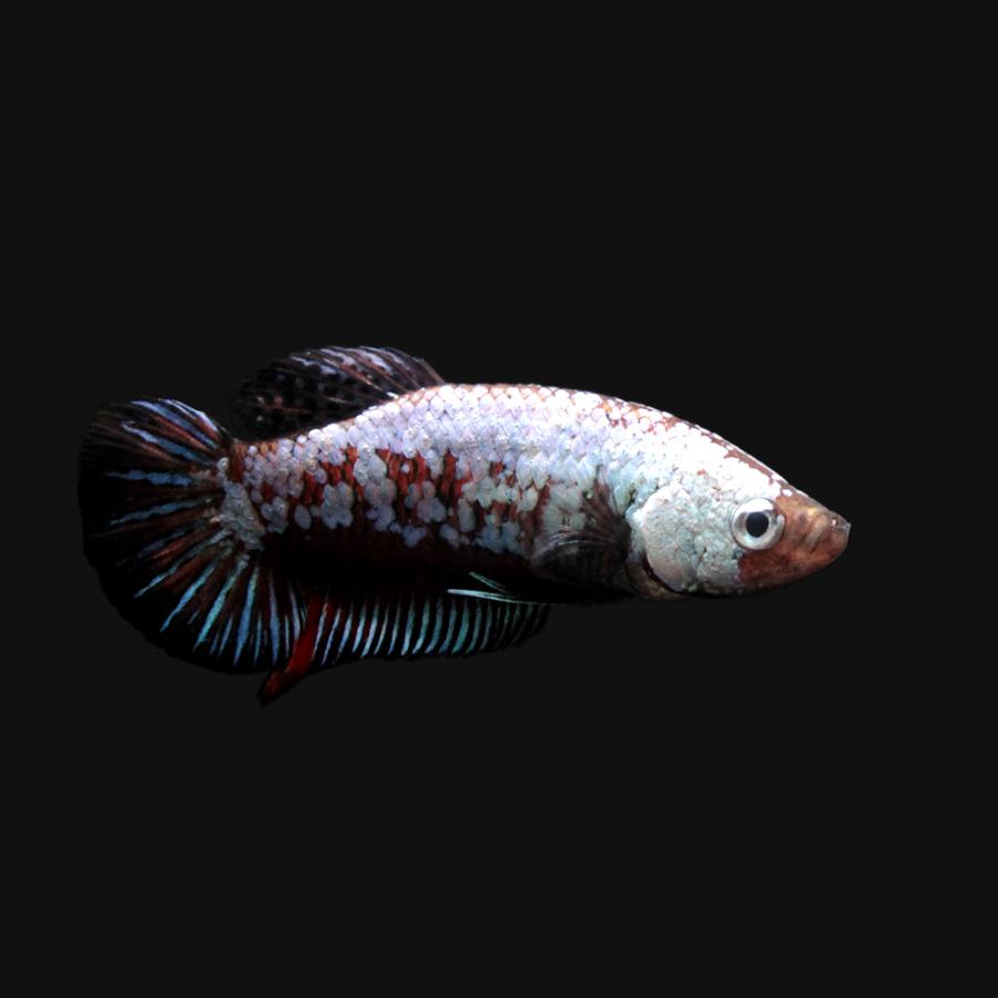 熱帯魚 一点物 ベタ ハーフムーンプラカット ブルーサムライ １ペア Paypayモール店 北海道 九州航空便要保温 沖縄別途送料 チャーム Charm Charm 店 チャーム 通販