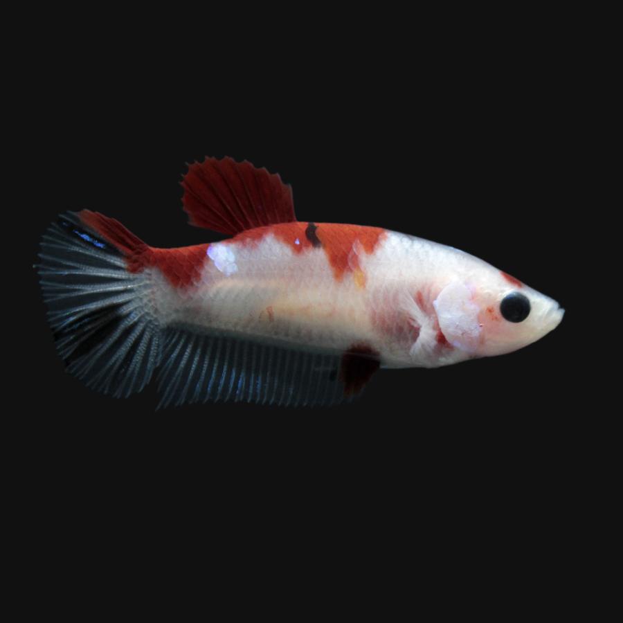 熱帯魚 一点物 鯉ベタ ハーフムーンプラカット コイカラー メス １匹 北海道 九州航空便要保温 チャーム Charm Paypayモール店 通販 Paypayモール