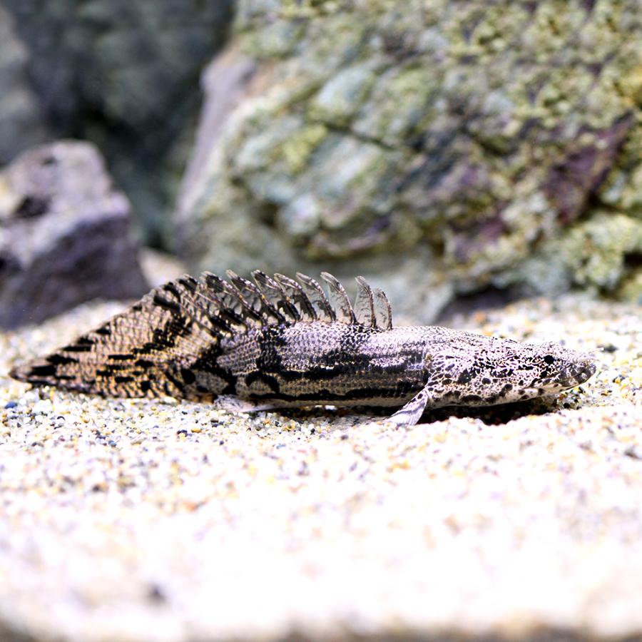 □（熱帯魚）一点物　ポリプテルス・エンドリケリー・エンドリケリー　ショートボディ　Ｎｏ．１（１匹）　沖縄別途送料　北海道・九州航空便要保温