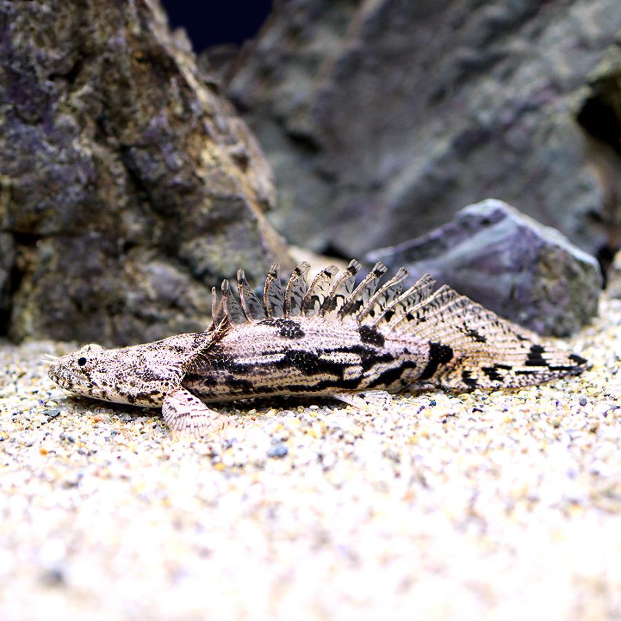 ポリプテルス 3匹 エンドリケリー2匹とその他1匹