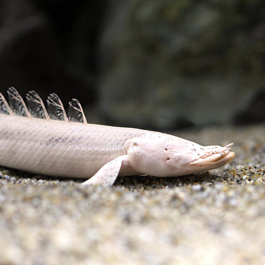 【中古品/USED】 □（熱帯魚）一点物　ポリプテルス・エンドリケリー・エンドリケリー　デビルケリー　プラチナ（１匹）　沖縄別途送料　北海道・九州航空便要保温 【HOV3233464402】(113335円)