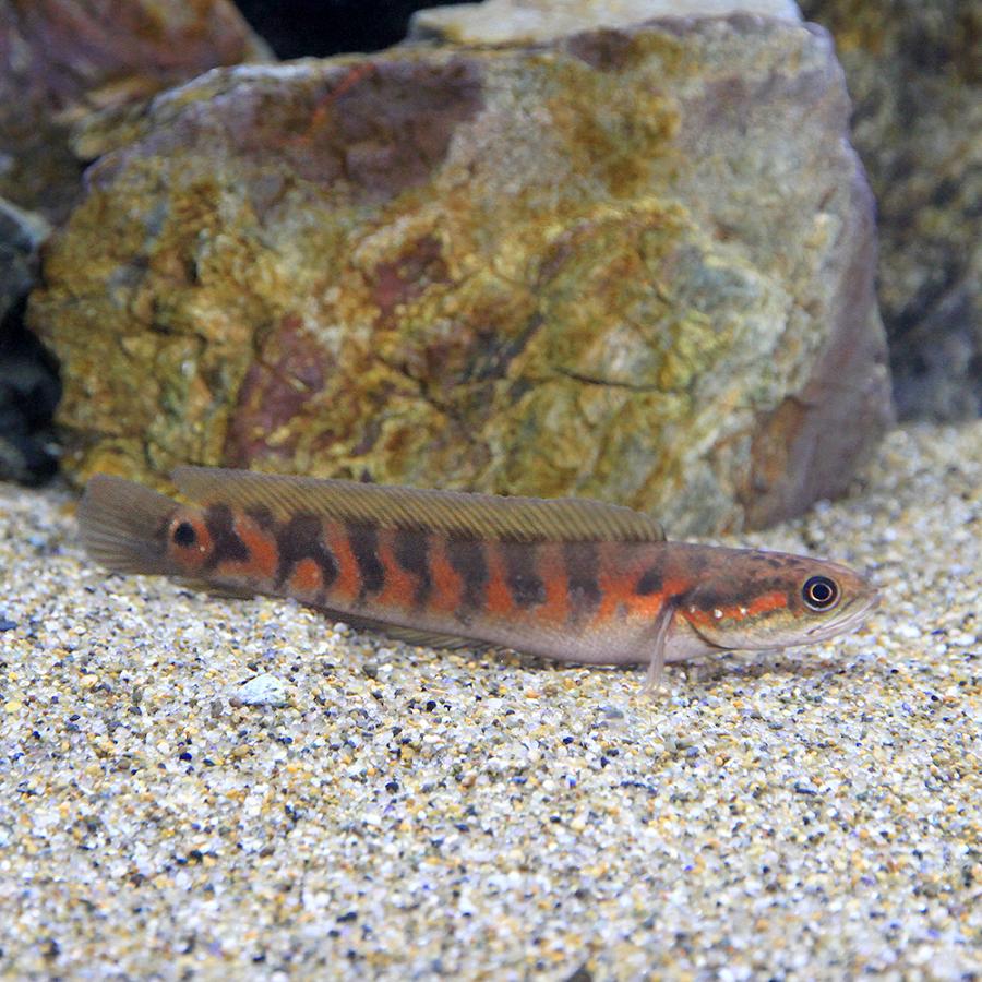 熱帯魚、アクアリウム用品 □（熱帯魚）一点物 コウタイ スーパー 