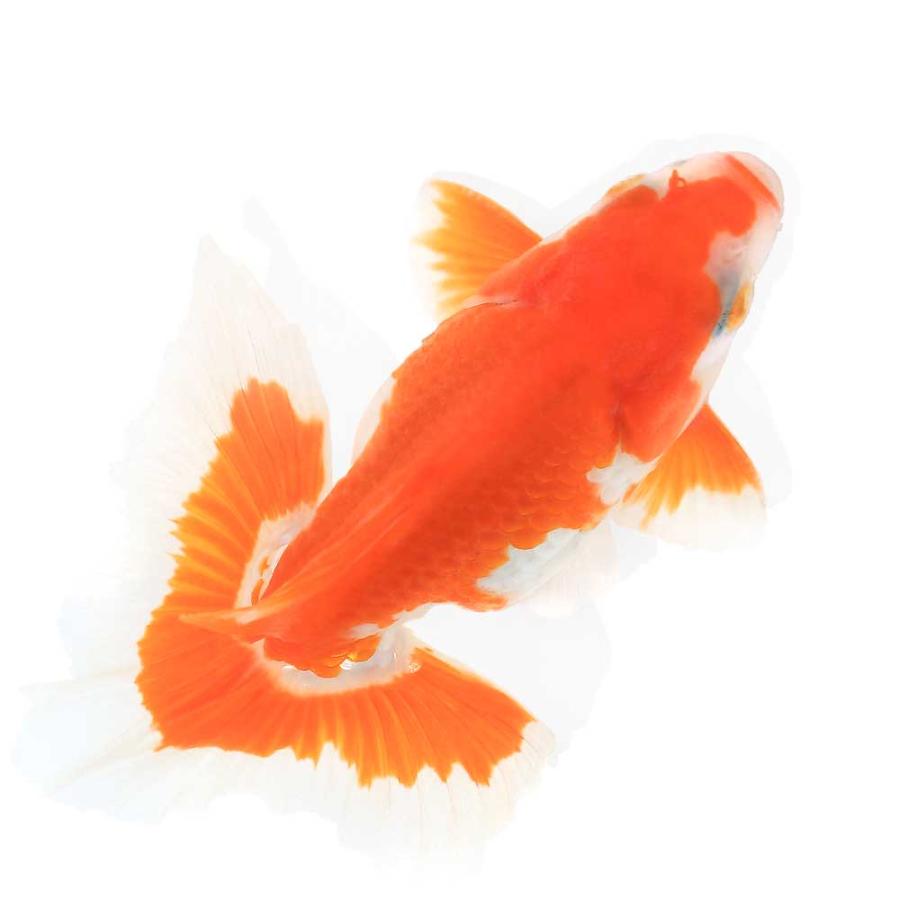 チャーム（ペット） （国産金魚）土佐錦（1匹） : チャーム charm