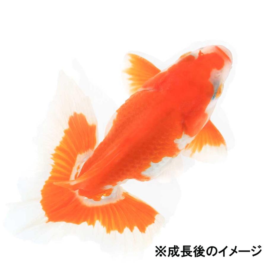 チャーム（charm） （国産金魚）土佐錦（1匹） : チャーム charm